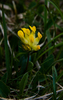 Alpine Kidney Vetch - Photo (c) Anne, some rights reserved (CC BY-NC-SA)