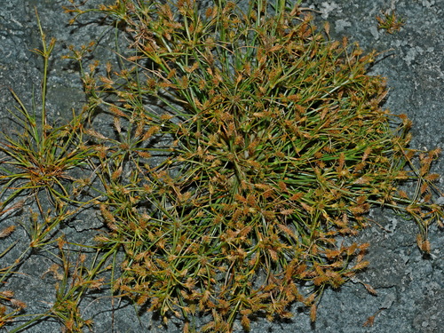 Image of Fimbristylis squarrosa by (c) Jacy Chen, some rights reserved (CC BY)