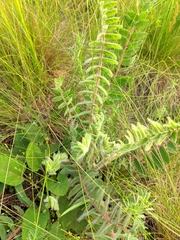 Astragalus dasyanthus