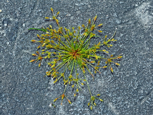 Image of Fimbristylis squarrosa by (c) Jacy Chen, some rights reserved (CC BY)