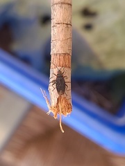 Melacoryphus rubicollis