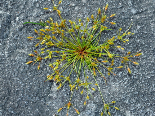 Image of Fimbristylis squarrosa by (c) Jacy Chen, some rights reserved (CC BY)
