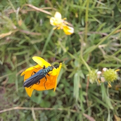 Oedemera nobilis