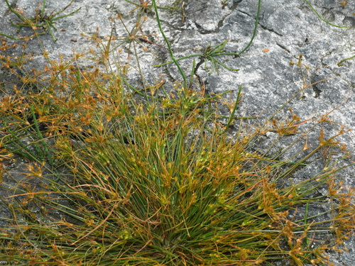 Image of Fimbristylis squarrosa by (c) Jacy Chen, some rights reserved (CC BY)