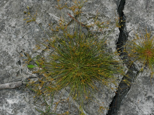 Image of Fimbristylis squarrosa by (c) Jacy Chen, some rights reserved (CC BY)