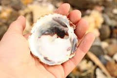 Trochita trochiformis