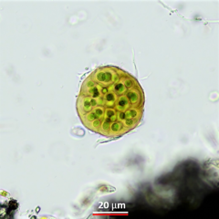 Asterocapsa