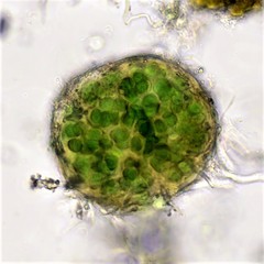 Asterocapsa