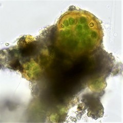 Asterocapsa