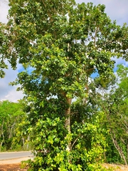 Ficus crassinervia