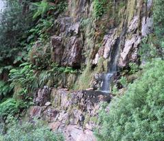Gladiolus cardinalis