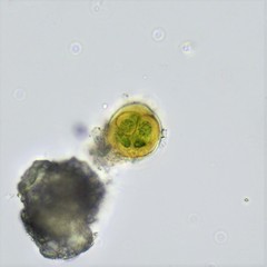 Asterocapsa