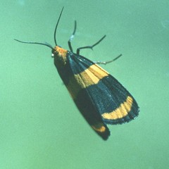 Eudesmia arida