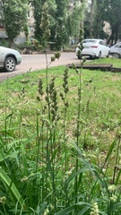 Dactylis glomerata