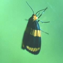 Eudesmia arida