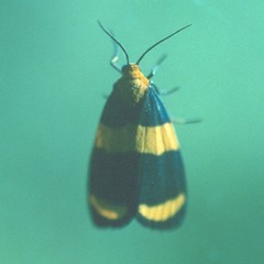 Eudesmia arida