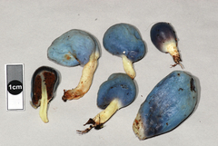 Clavogaster virescens