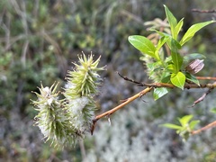 Salix pulchra