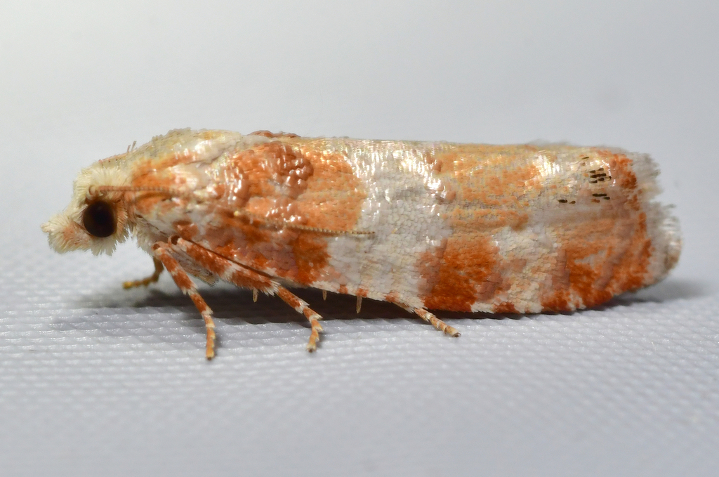 Retinia sabiniana