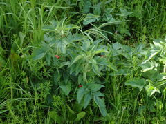 Scrophularia grandiflora