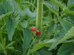 Scrophularia grandiflora