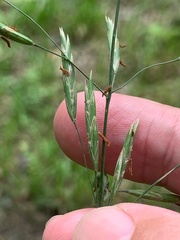 Bromus inermis