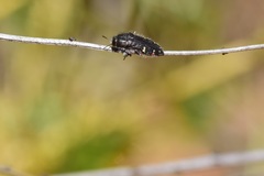 Acmaeodera angelica