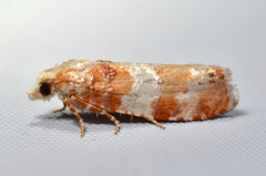 Retinia sabiniana