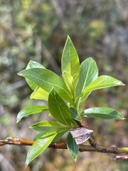 Salix pulchra
