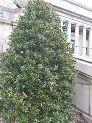 Ilex opaca