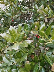 Ilex opaca