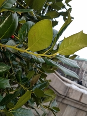 Ilex opaca