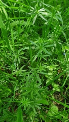 Galium mollugo