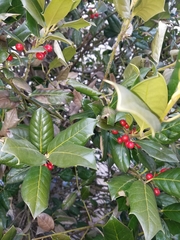 Ilex opaca
