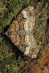 Xanthorhoe biriviata