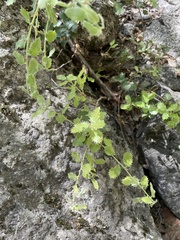 Campanula prenanthoides