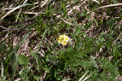 Primula ruprechtii