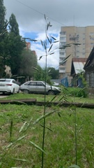 Bromus inermis