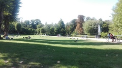 Ardea cinerea