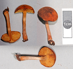 Gymnopilus allantopus