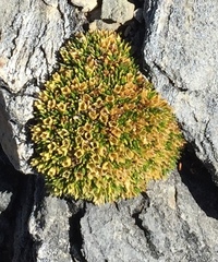 Colobanthus squarrosus squarrosus