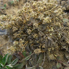 Lepidium solandri