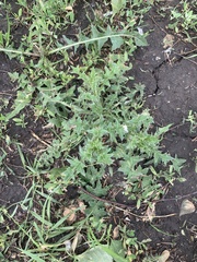 Carduus acanthoides