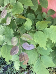 Fraxinus americana