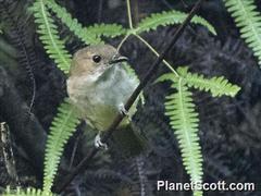 Pachycephala sulfuriventer