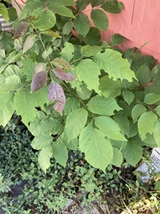 Fraxinus americana