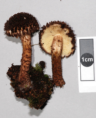 Inocybe strobilomyces