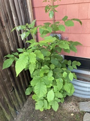 Fraxinus americana