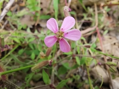 Saponaria ocymoides