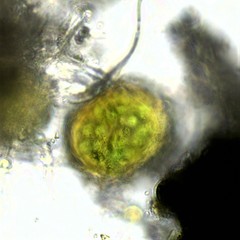 Asterocapsa
